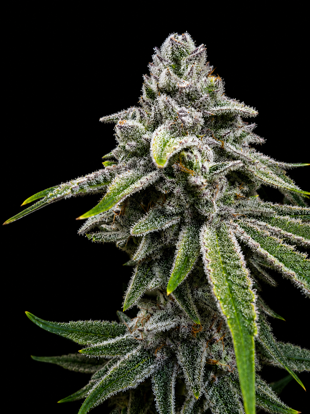 SQUARE ONE Kush Babies // BBC Pheno