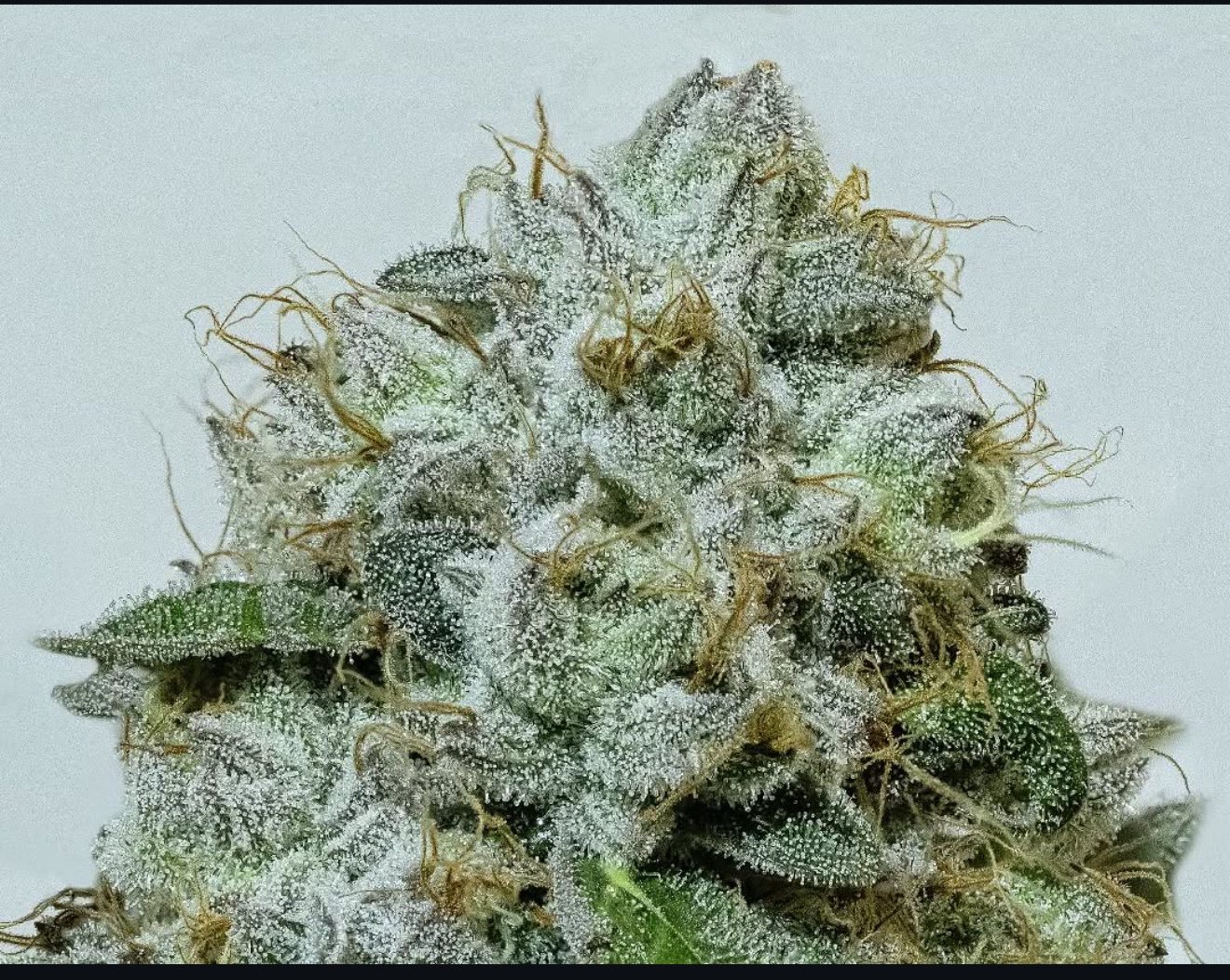 Limonada Rosa - THC Titan Breeder Cut