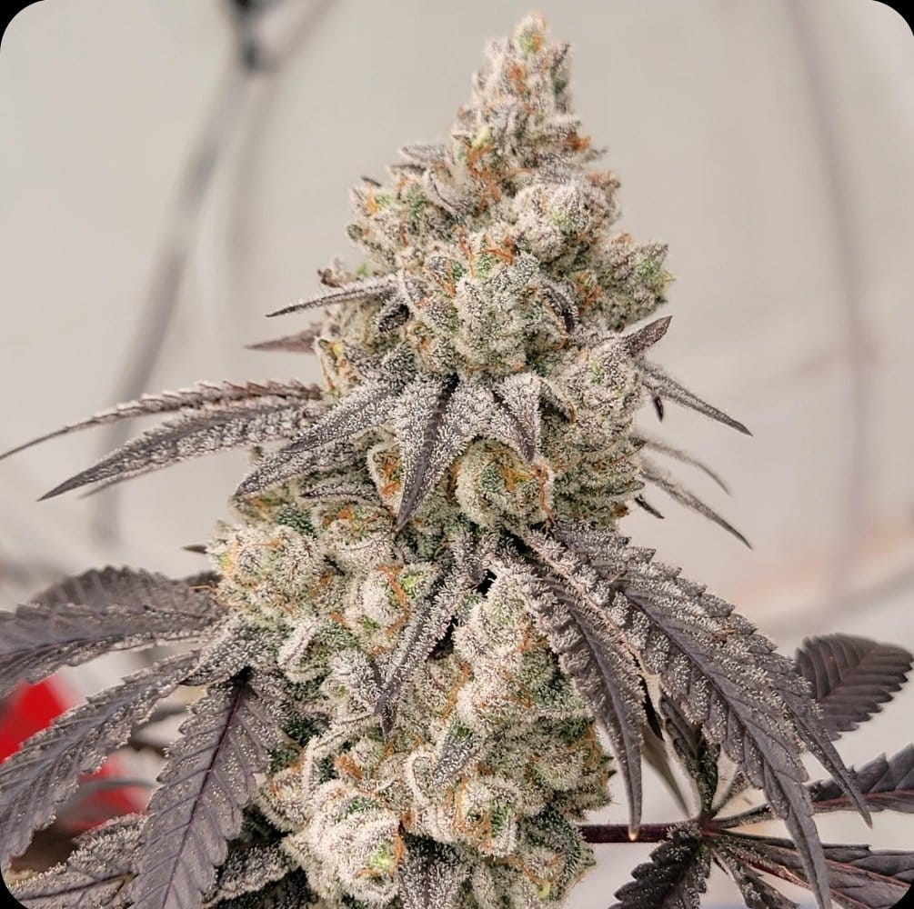 Fugazi Funk (LA Kushcake x White Truffle) | Ziplock Seeds Breeder Cut