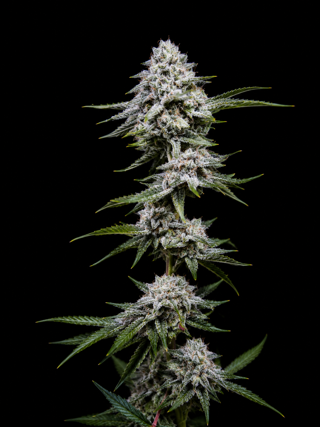SQUARE ONE Kush Babies // BBC Pheno