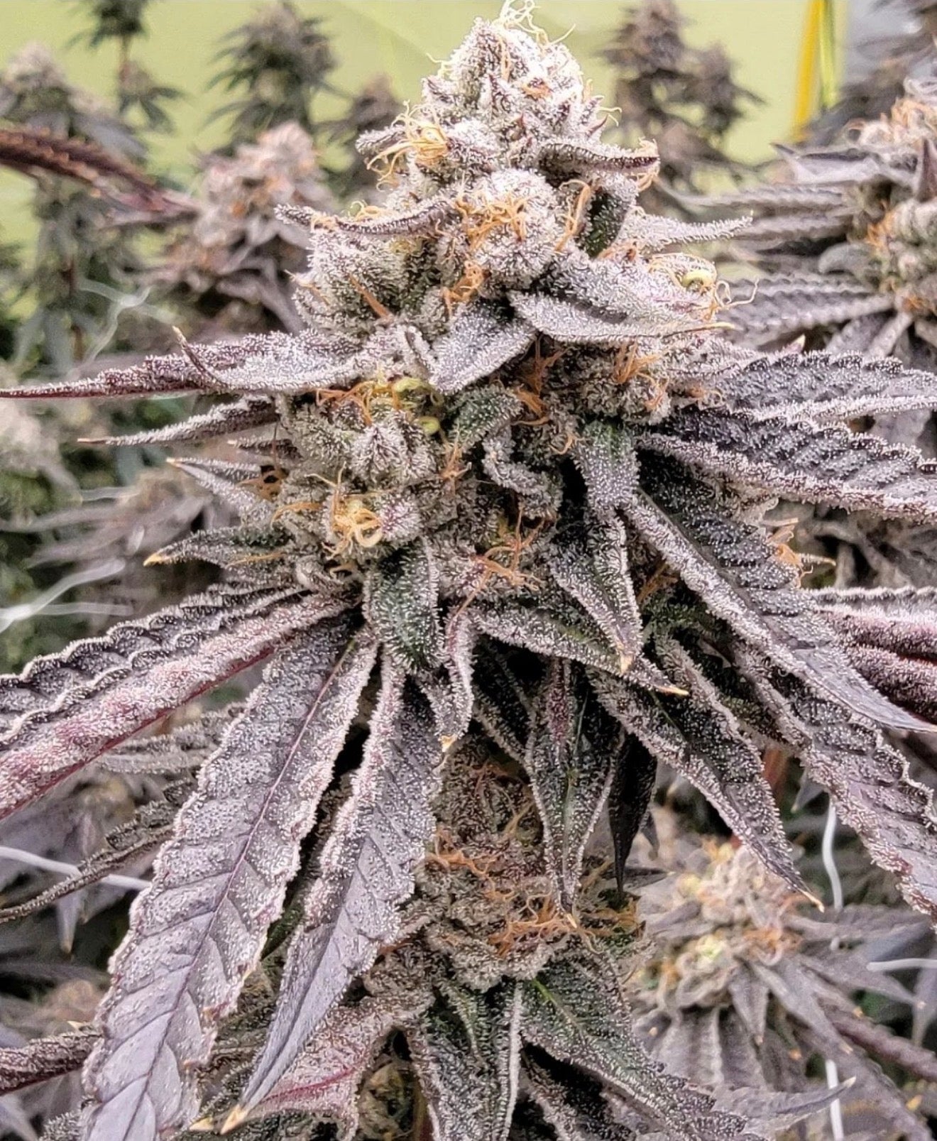 Atomic Tangerine (Orange Sherb x Runtz) // AFB Breeder Cut