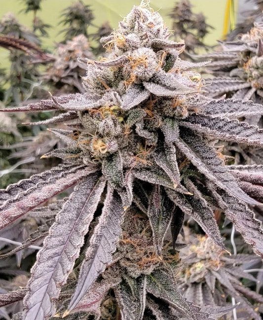 Atomic Tangerine (Orange Sherb x Runtz) // AFB Breeder Cut