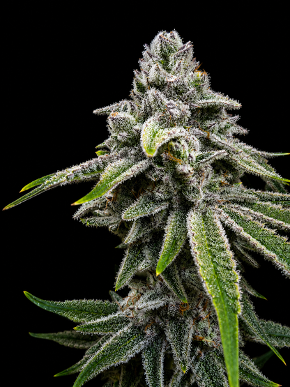 SQUARE ONE Kush Babies // BBC Pheno