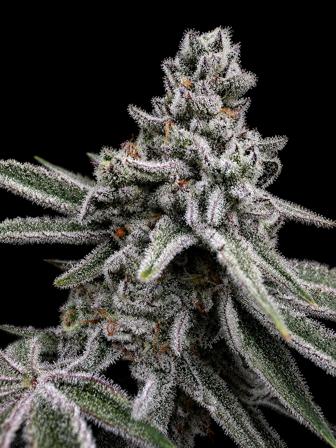 SQUARE ONE Kush Babies // BBC Pheno