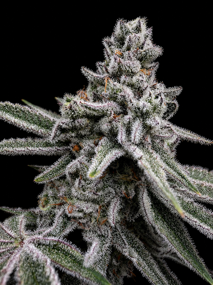 SQUARE ONE Kush Babies // BBC Pheno