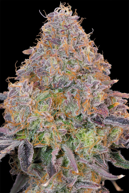 Bluzzi [(Zkittlez x ZiZi) x Blucci] Grounded Breeder Cut