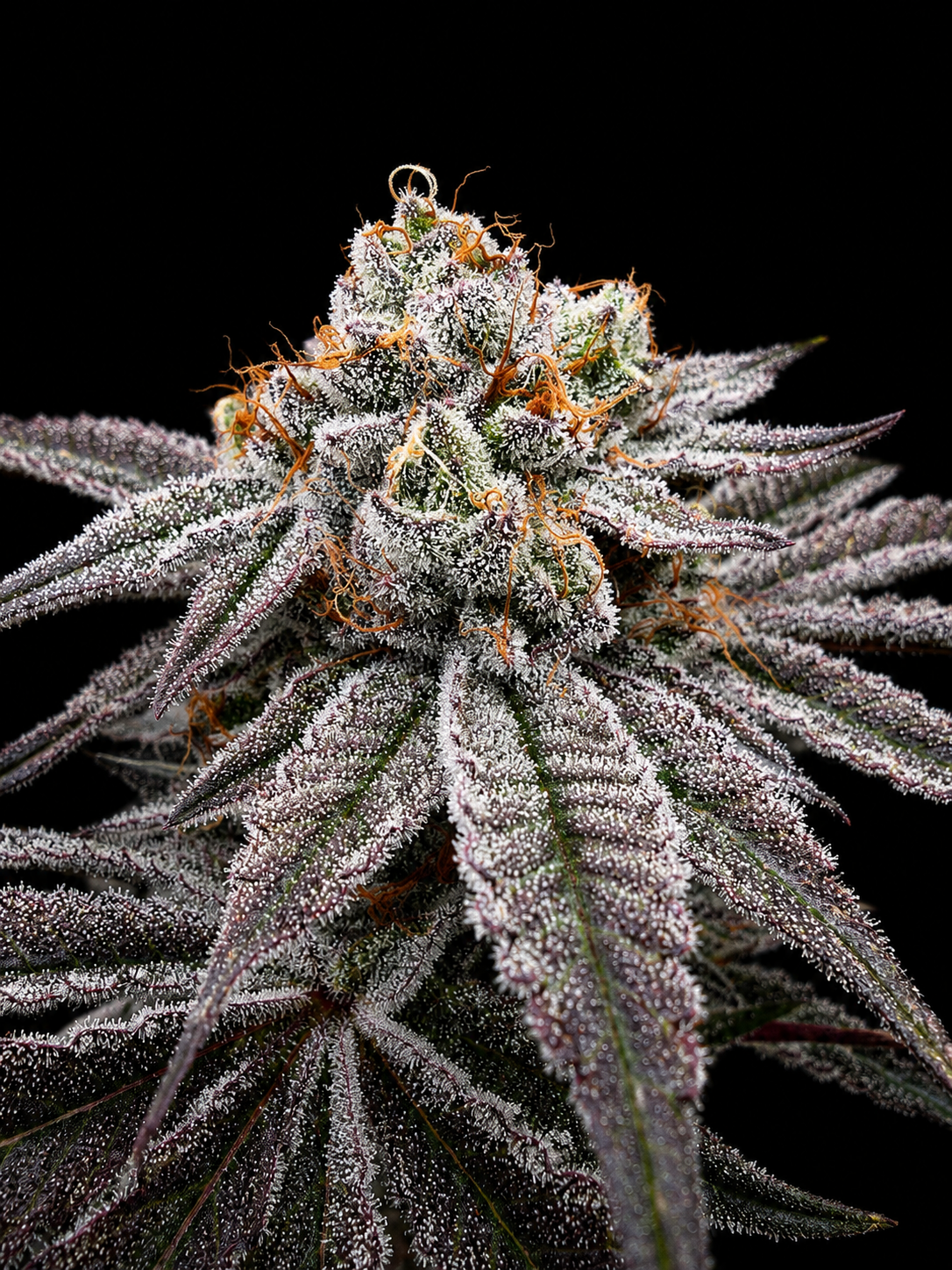 SQUARE ONE Kush Babies // LA Kush Cake Pheno