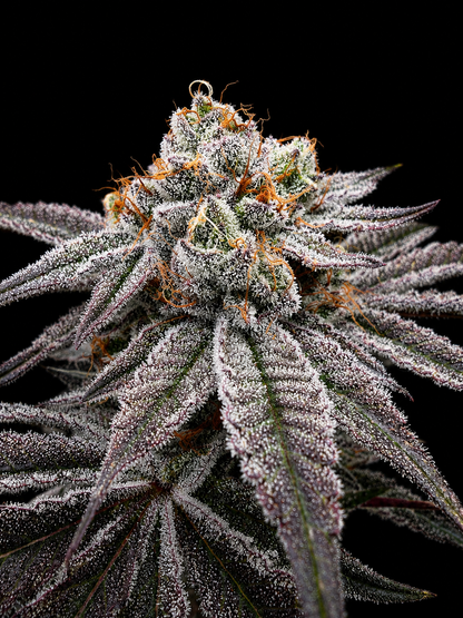 SQUARE ONE Kush Babies // LA Kush Cake Pheno