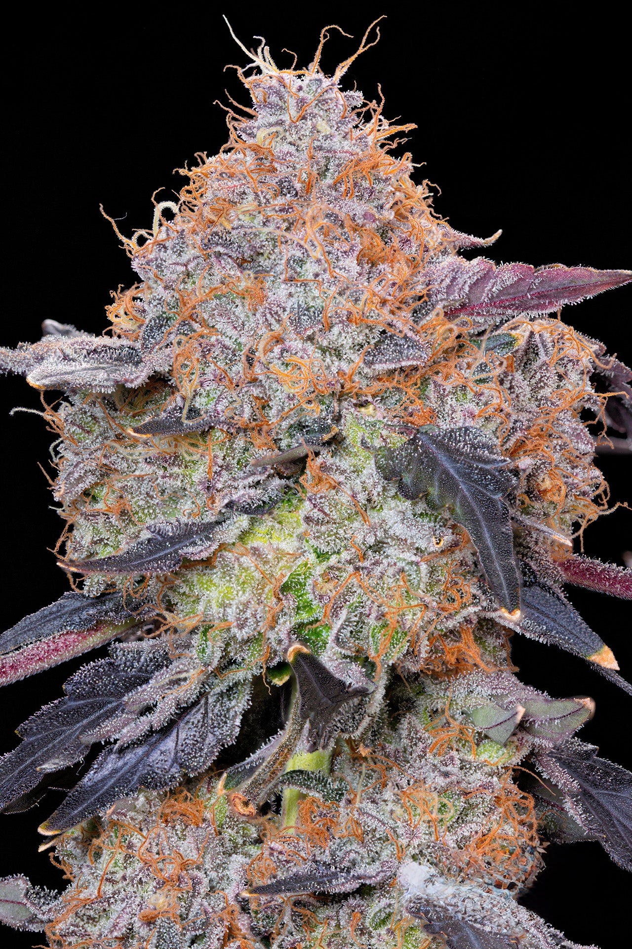 Ozark [OZ Kush x (Gelato 41 x Sherb Bx1)] Grounded Genetics Breeder Cut