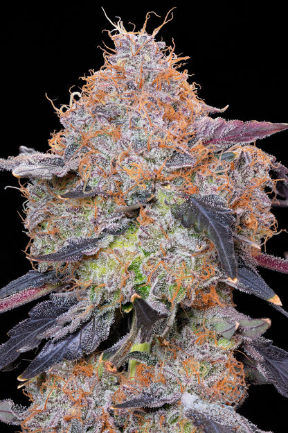 Ozark [OZ Kush x (Gelato 41 x Sherb Bx1)] Grounded Genetics Breeder Cut