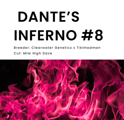 DANTE’S INFERNO #8 (Oreoz x Devil Driver) Mile High Dave Cut