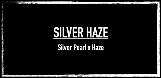Silver Haze (Silver Pearl x Haze)