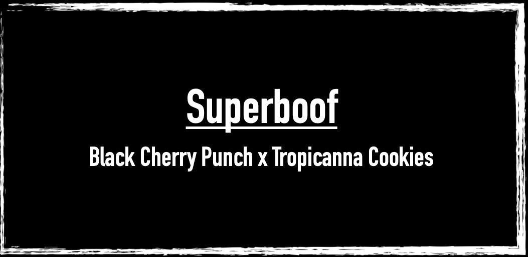 Superboof (Black Cherry Punch x Tropicanna Cookies)