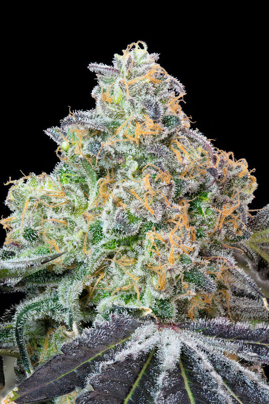 Blueberry Zkunk #4 (Zkunk x Blucci) Grounded Breeder Cut