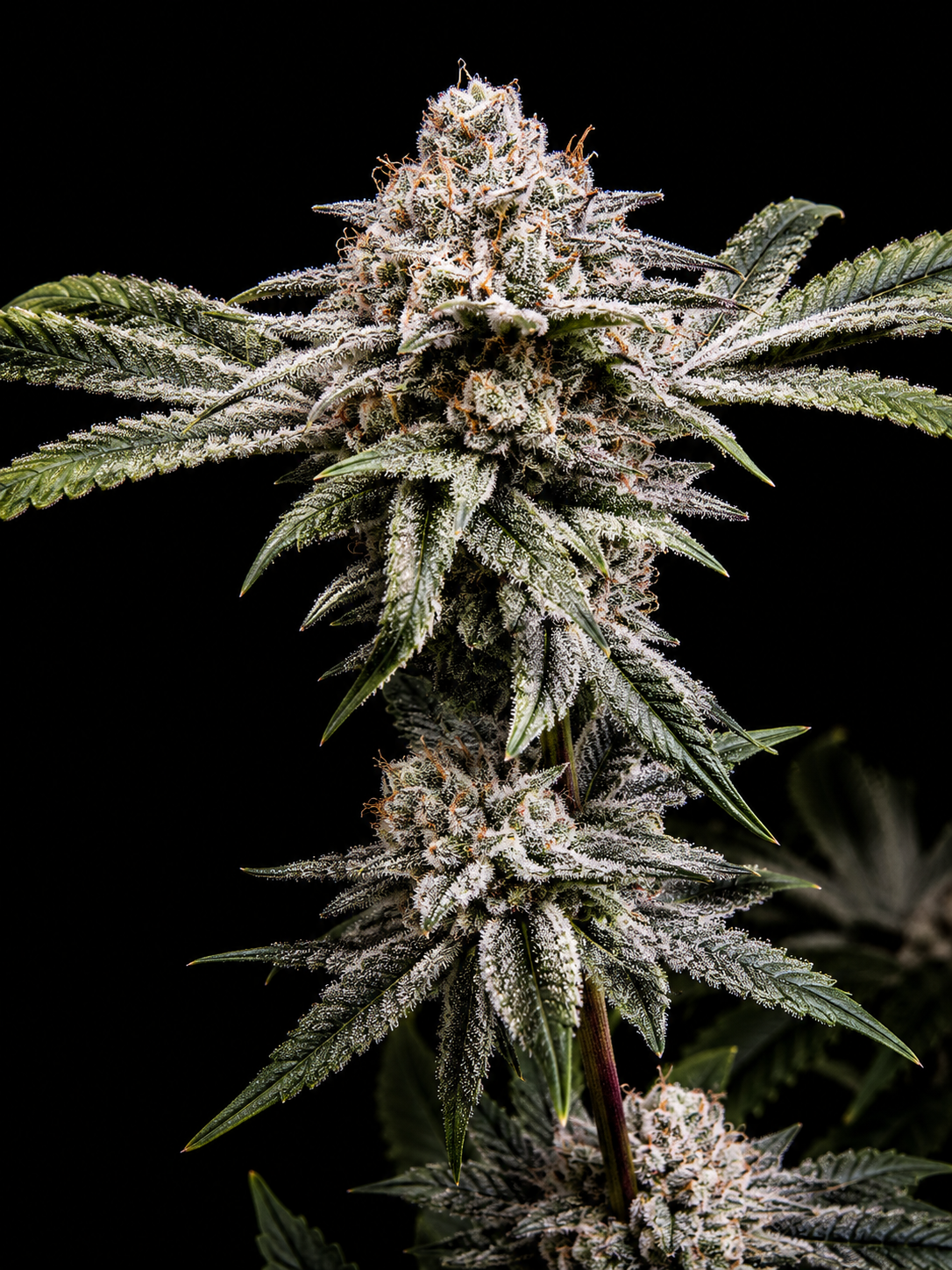 SQUARE ONE Kush Babies // LA Kush Cake Pheno