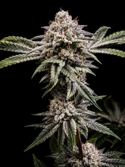 SQUARE ONE Kush Babies // LA Kush Cake Pheno