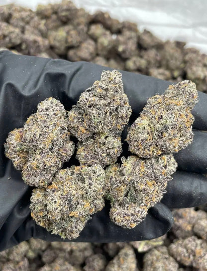 Atomic Tangerine (Orange Sherb x Runtz) // AFB Breeder Cut