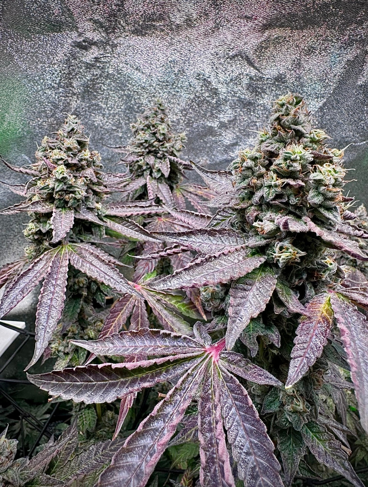 Ocean Rosa (Limonada Rosa x Ocean Fruit)