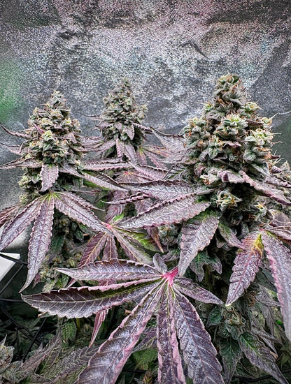 Ocean Rosa (Limonada Rosa x Ocean Fruit)