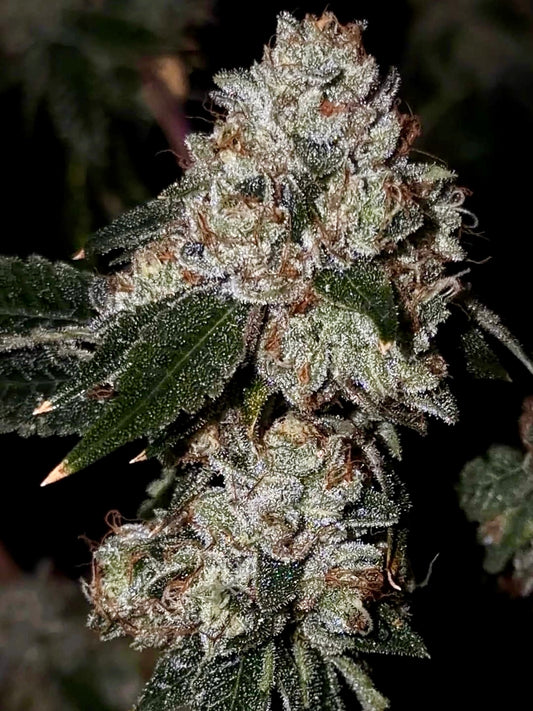 Oaksterdam OG // Legendary Oakland-Cut