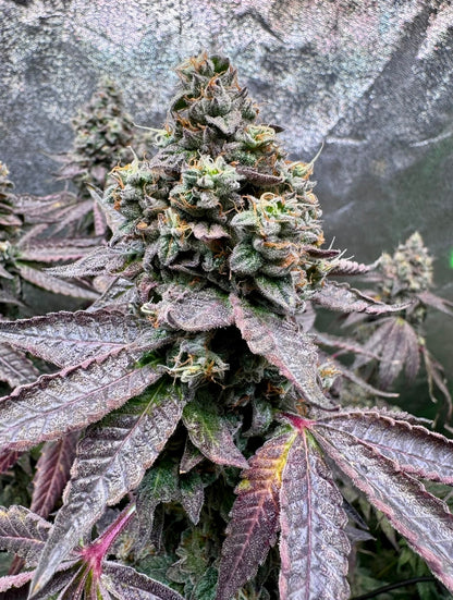 Ocean Rosa (Limonada Rosa x Ocean Fruit)