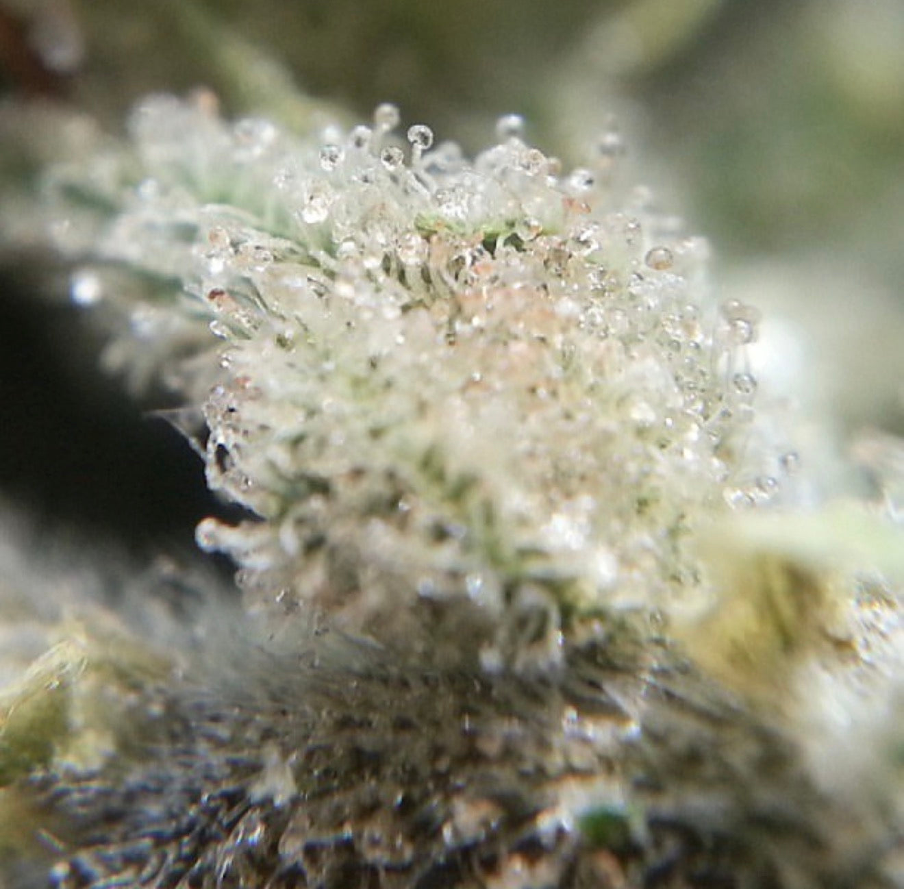 Oaksterdam OG // 3rd Floor Oakland-Cut