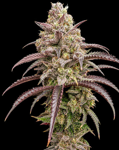 BLUEBERRY MUFFIN / Manny T Cut (Purple Panty Dropper x Razzleberry Kush)