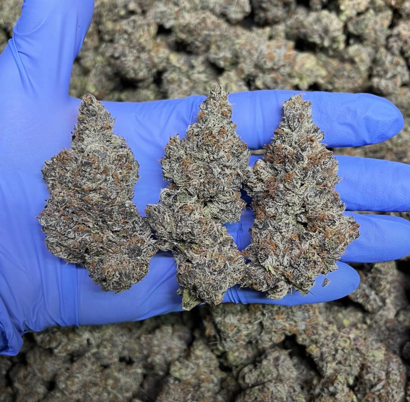 Wedding Cake x Sunset Sherbet / ABF Cut