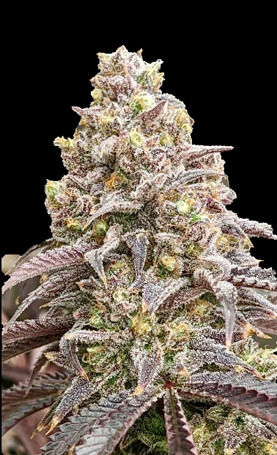 BLUEBERRY MUFFIN / Manny T Cut (Purple Panty Dropper x Razzleberry Kush)
