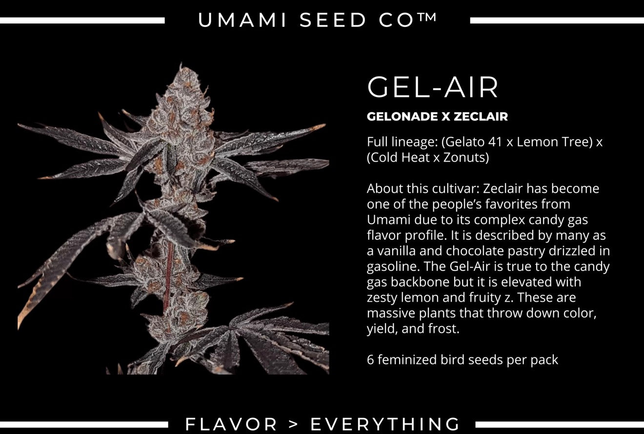Gel-Air (Gelonade x Zeclair) // Umami Breeder Cut