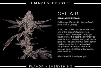 Gel-Air (Gelonade x Zeclair) // Umami Breeder Cut
