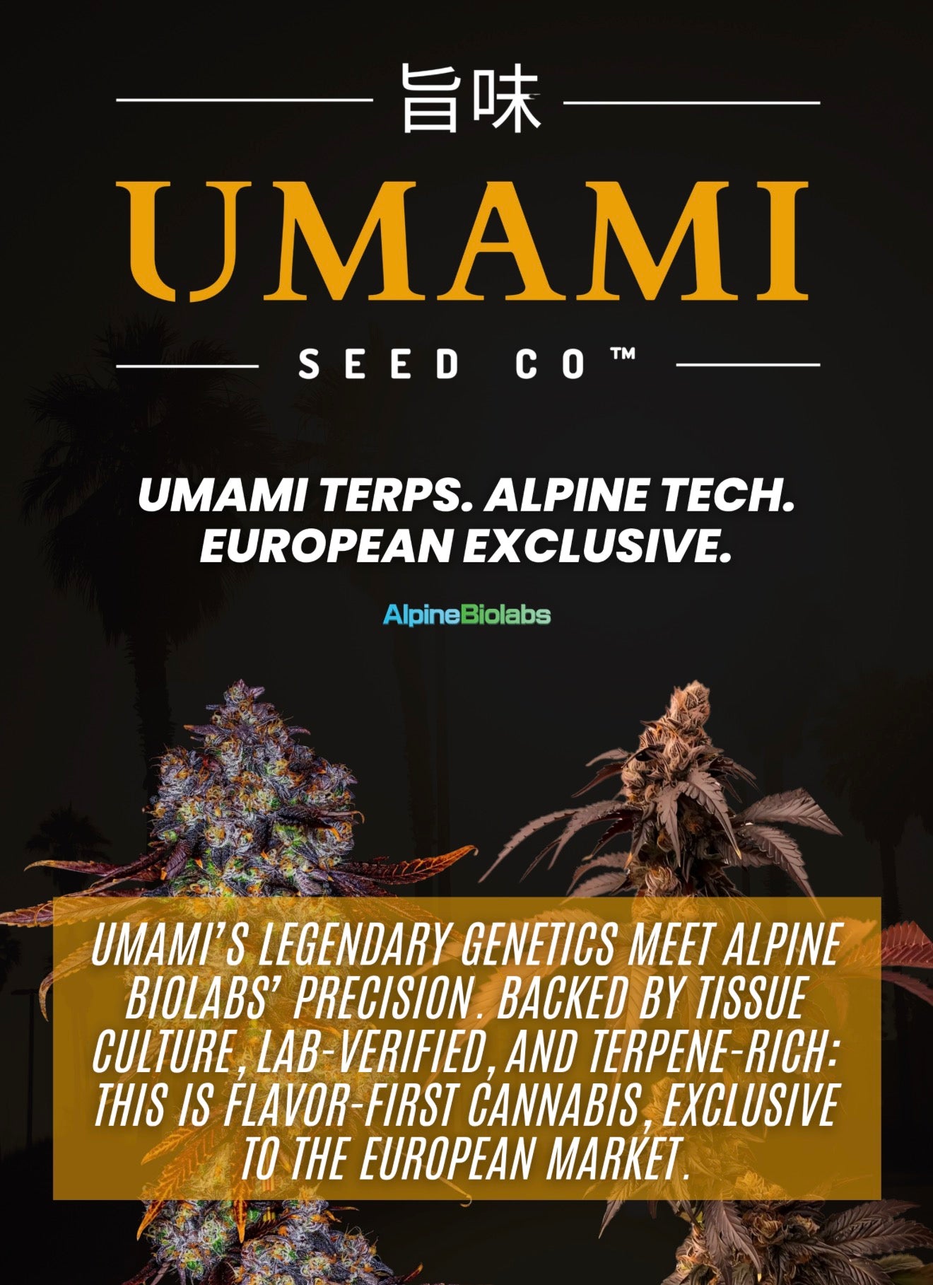 Zeclair (Cold Heat x Zonuts) // Umami Breeder Cut