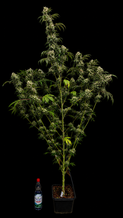 Grape Diamonds x Grandpa's Cookies aka GrapeScraper