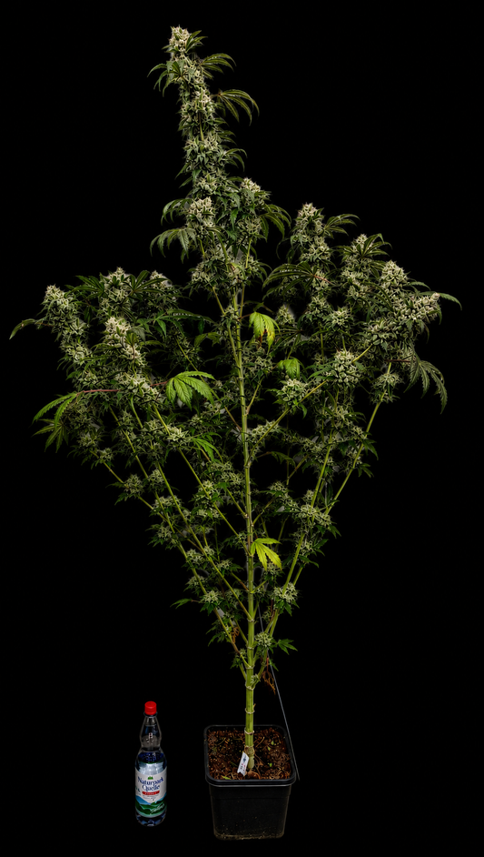 Grape Diamonds x Grandpa's Cookies aka GrapeScraper