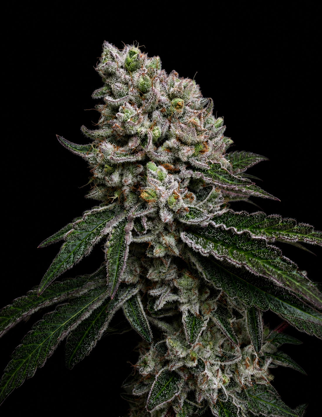 Grape Diamonds x Grandpa's Cookies aka GrapeScraper