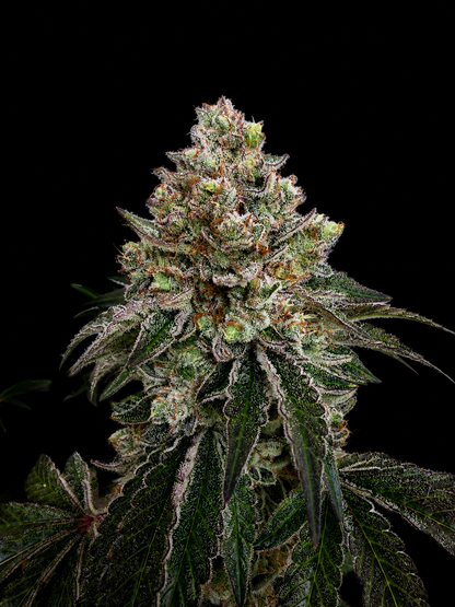Grape Diamonds x Grandpa's Cookies aka GrapeScraper