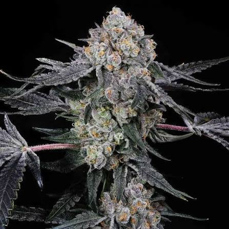 LA BOMBA (Wedding Cake x Jet Fuel Gelato)