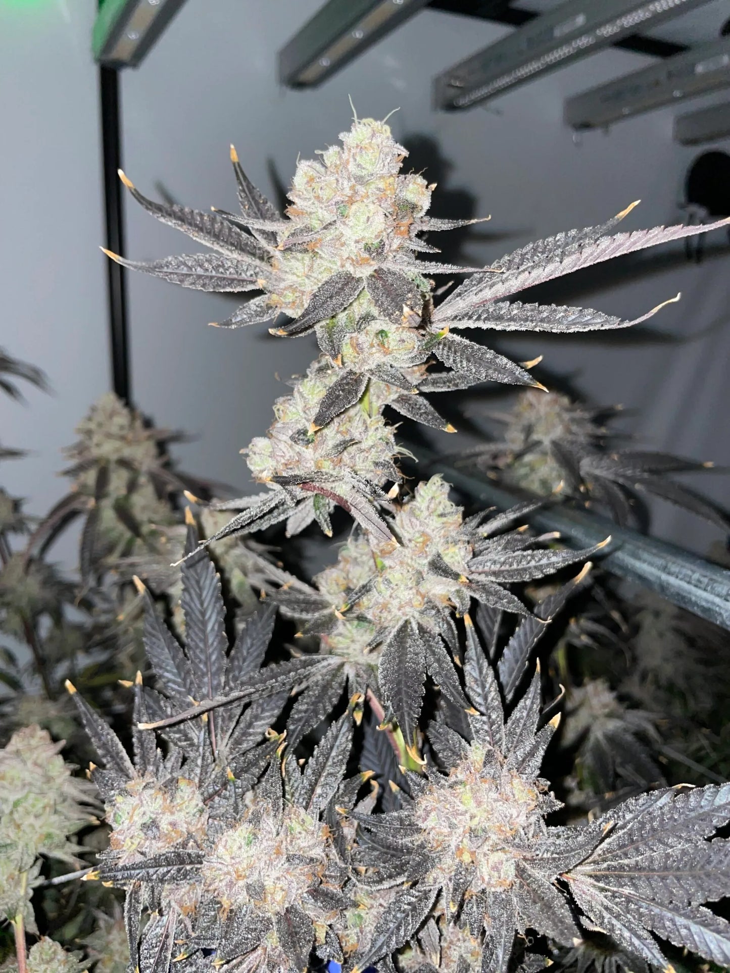 Zeclair (Cold Heat x Zonuts) // Umami Breeder Cut