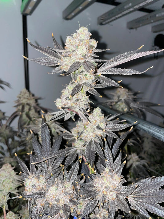 Zeclair (Cold Heat x Zonuts) // Umami Breeder Cut