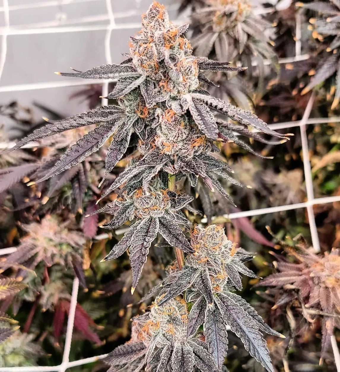 Zeclair (Cold Heat x Zonuts) // Umami Breeder Cut