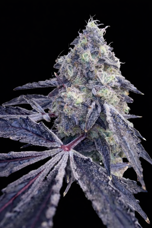 Blue Zlime (Zyrup OG x Blucci) Grounded Genetics Breeder Cut