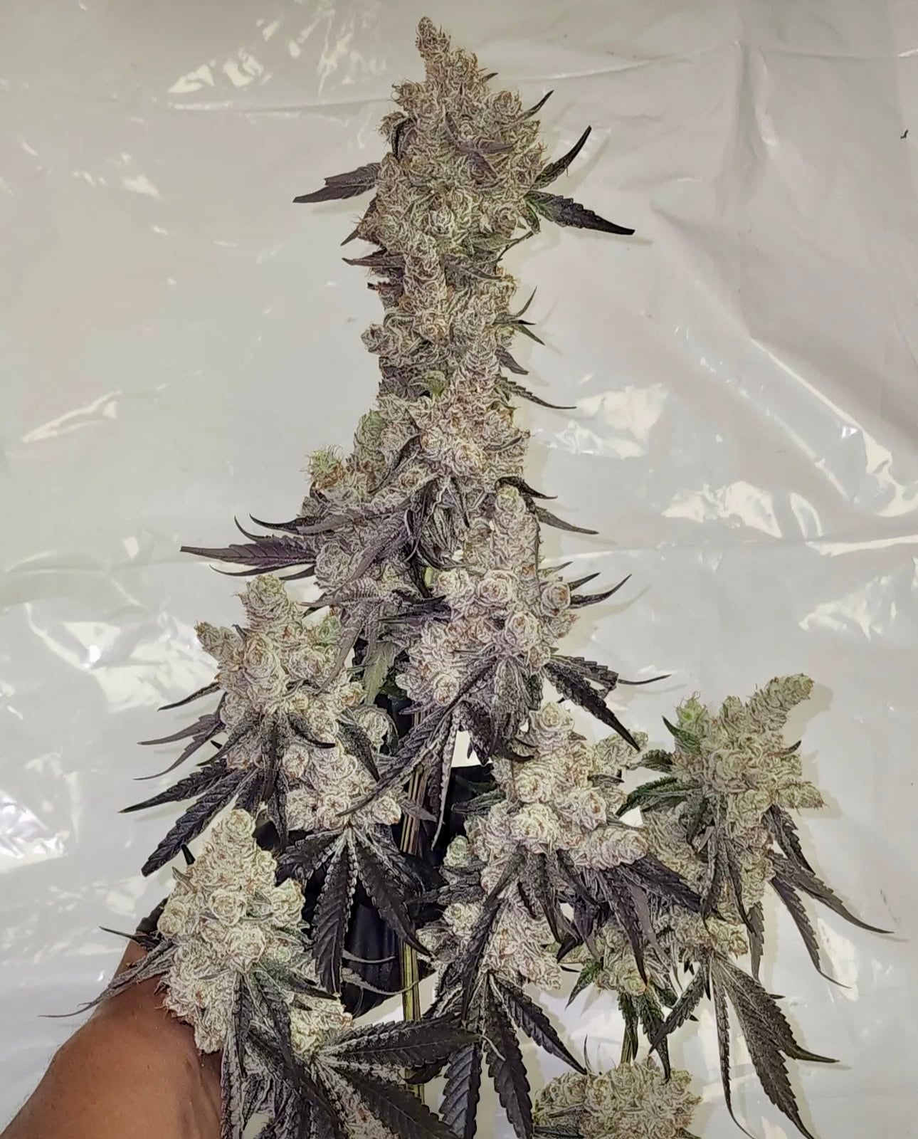 DANTE’S INFERNO #8 (Oreoz x Devil Driver) Mile High Dave Cut