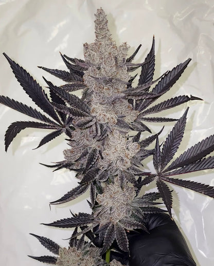 DANTE’S INFERNO #8 (Oreoz x Devil Driver) Mile High Dave Cut