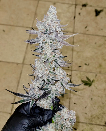 DANTE’S INFERNO #8 (Oreoz x Devil Driver) Mile High Dave Cut