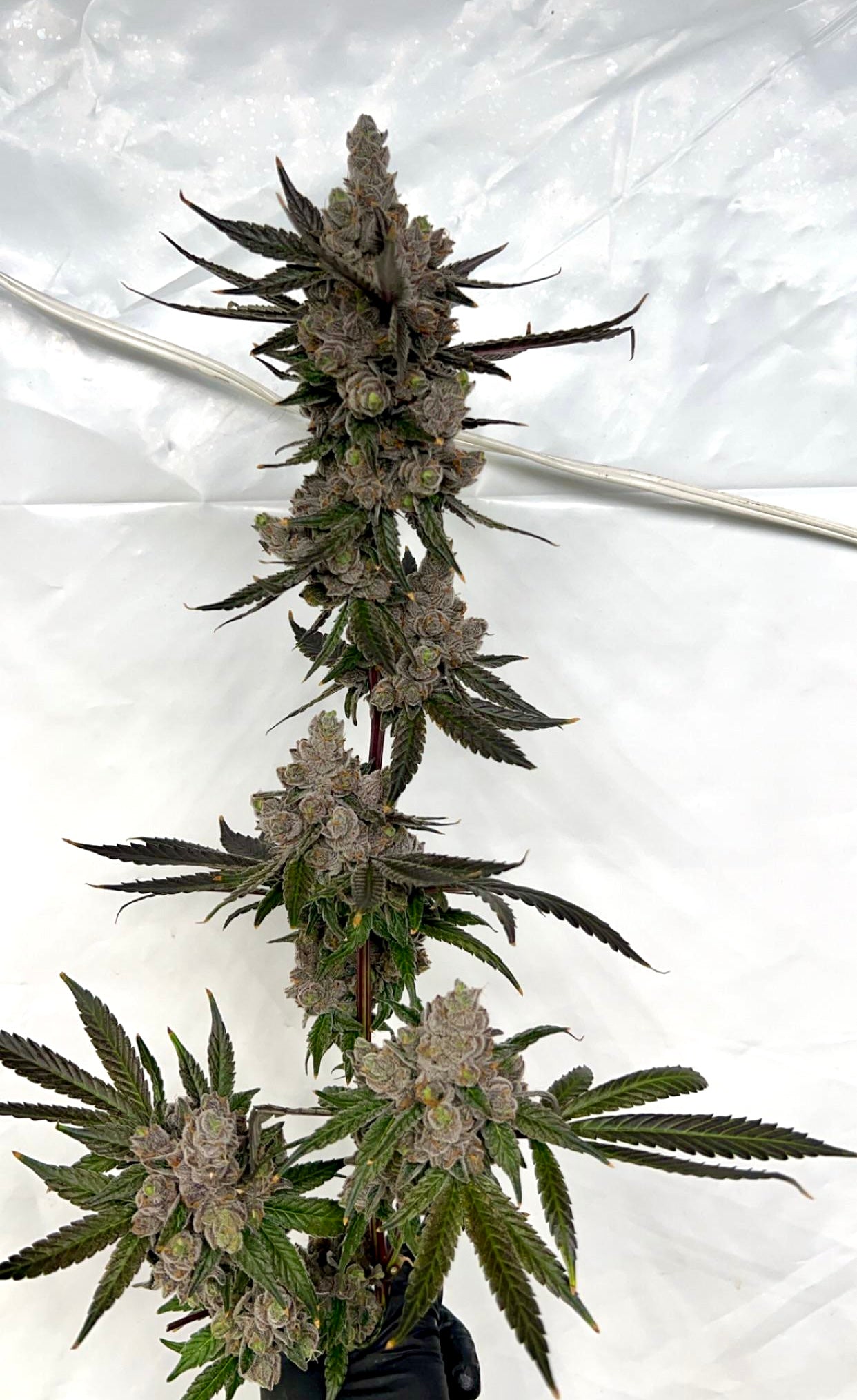 APPLES AND BANANAS [(Platinum Cookies x Granddaddy Purple) x Blue Power) x Gelatti] Mario Cut