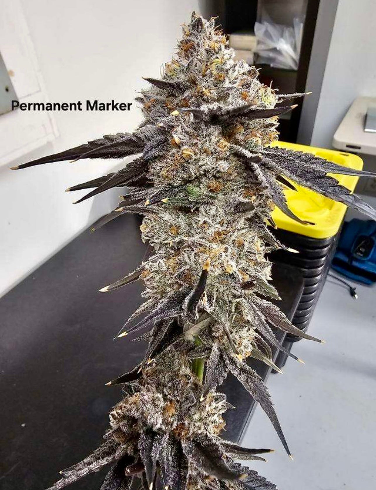 PERMANENT MARKER [(Biscotti x Jealousy) x Sherb Bx] Doja Breeder Cut