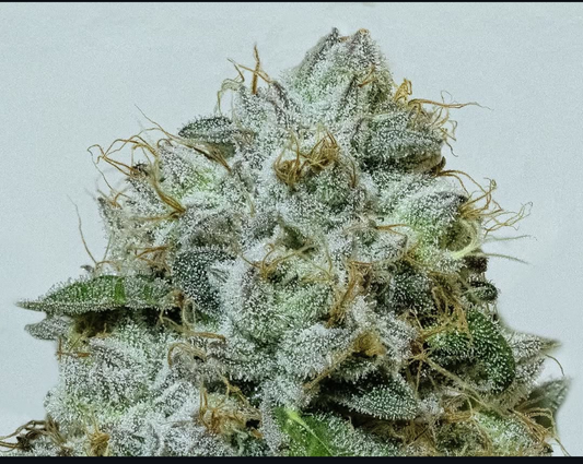 Limonada Rosa - THC Titan Breeder Cut