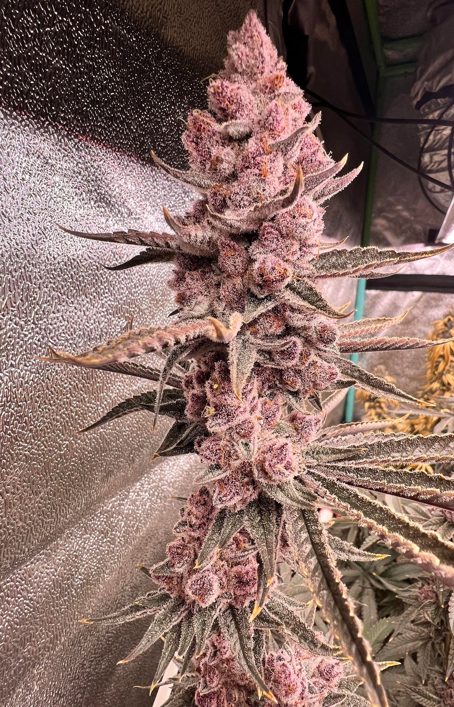 SUPERBUFF CHERRY #26 (SuperBoof x Tropicanna Cherry) GMSL Breeder Cut