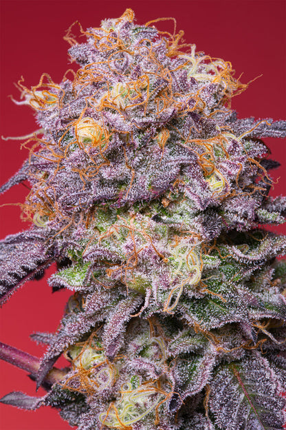 Zerberry (Zunami x RS11) Grounded Breeder Cut