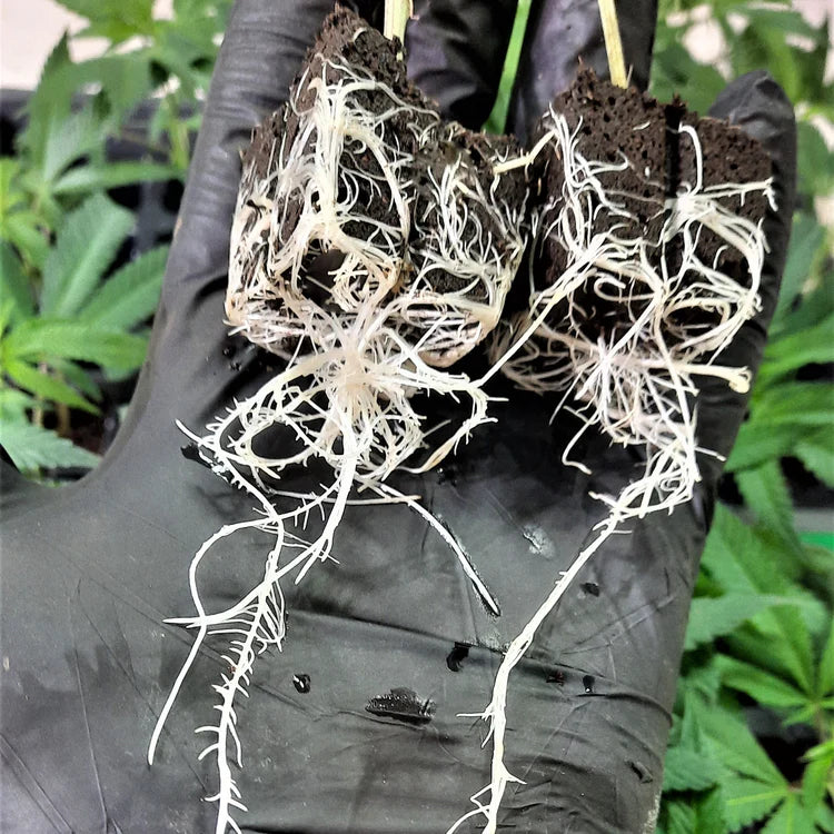 Swiss Watch (Gary Payton x Runtz)